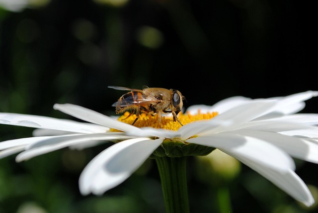 sunflower-640x480-71516665.jpeg