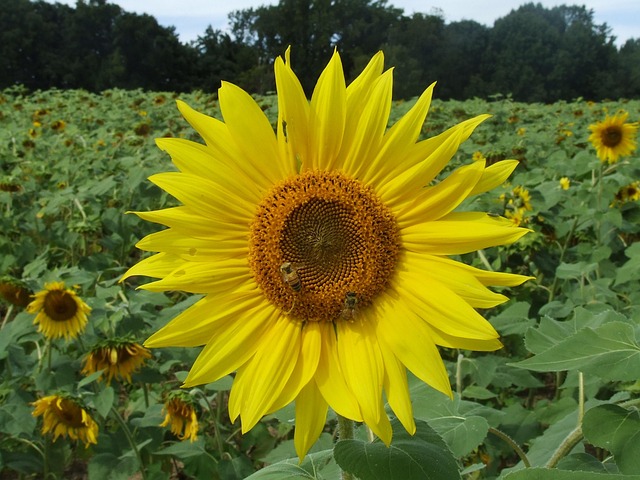 sunflower