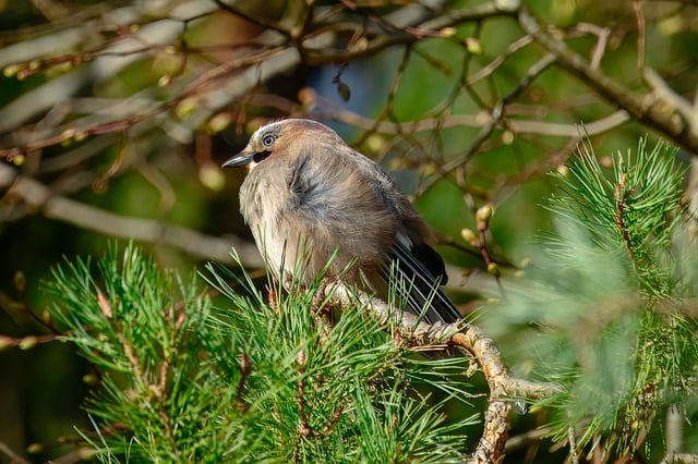 wild-bird-640x480-29923517.jpeg
