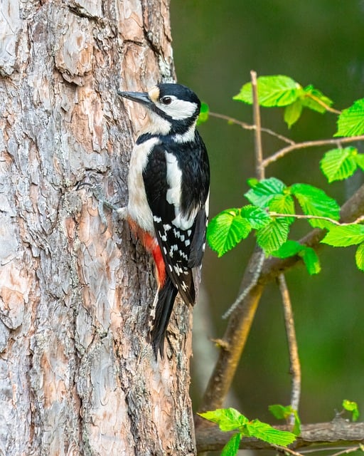 Wild Bird