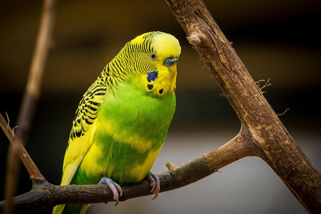 Wild Bird