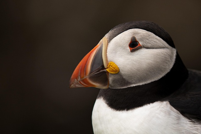 wild-bird-640x480-53241876.jpeg