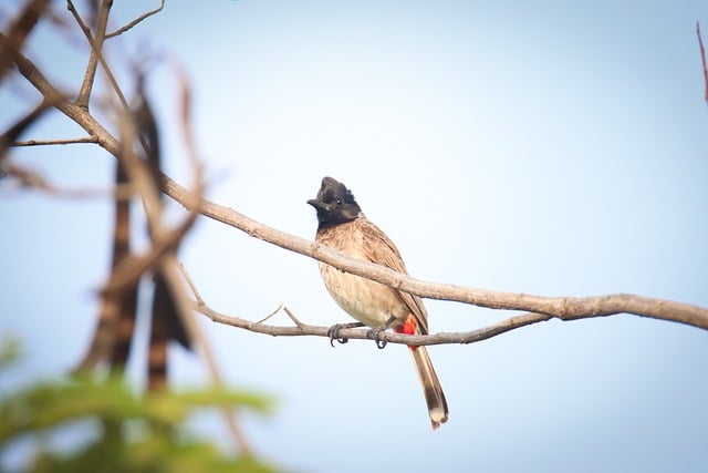 wild-bird-640x480-58515751.jpeg