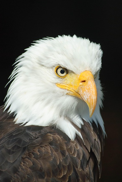 Wild Bird