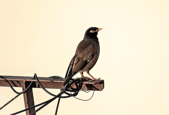 Wild Bird