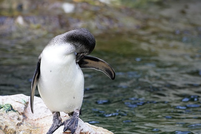 wild-bird-640x480-62449430.jpeg