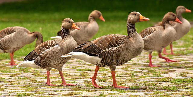 wild-bird-640x480-63269215.jpeg