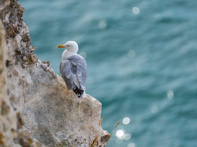 Wild Bird