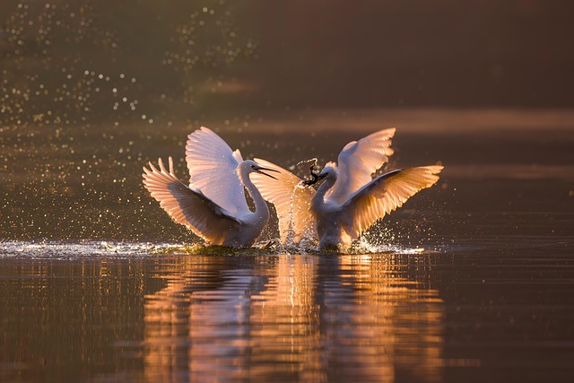 Wild Bird