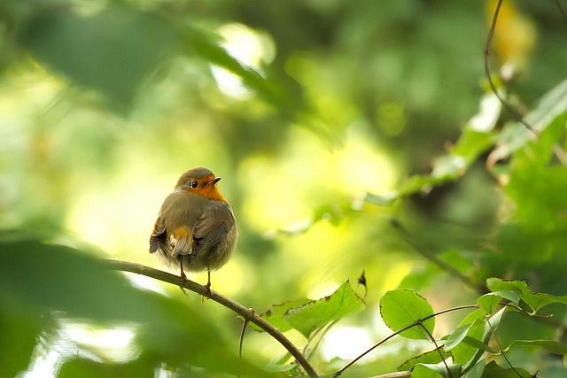 Wild Bird