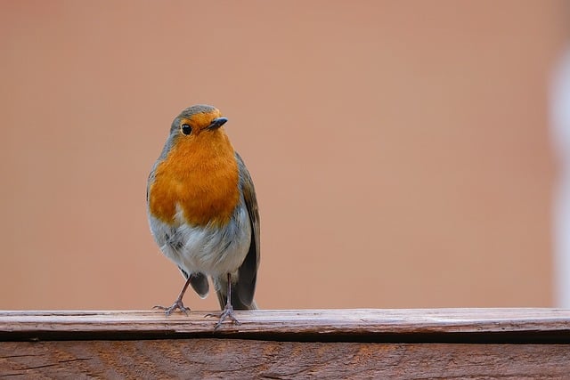 wild-bird-640x480-80995961.jpeg