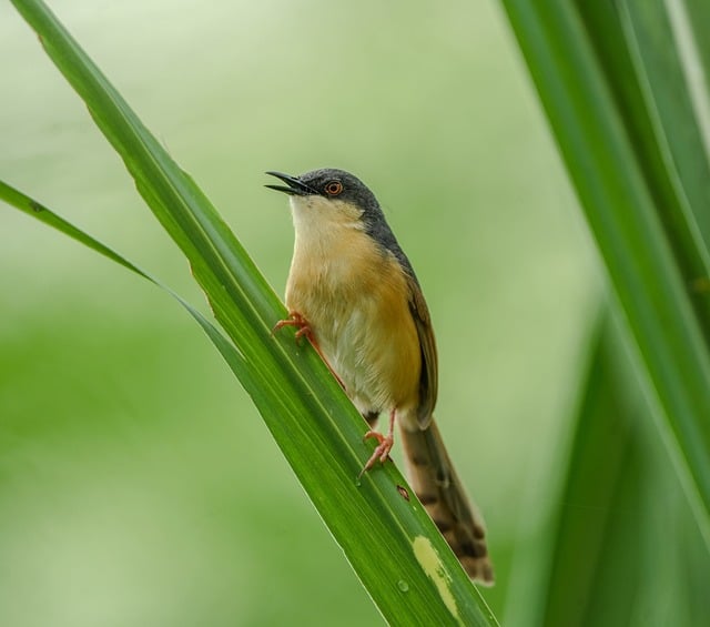 wild-bird-640x480-85835048.jpeg