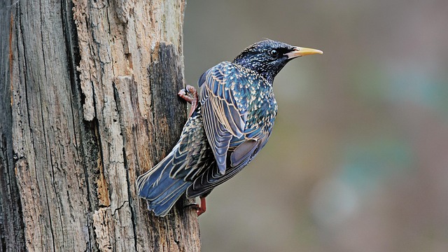 Stock Up on Bulk Peanuts: Save Money, Feed Birds in Birmingham!
