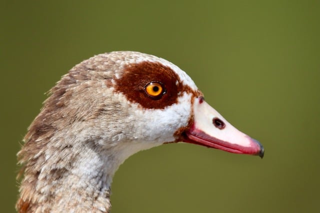 Wild Bird