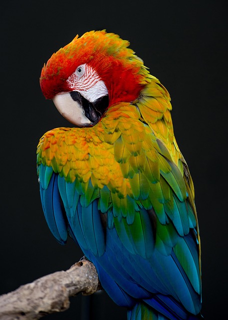 wild-bird-640x480-98989650.jpeg