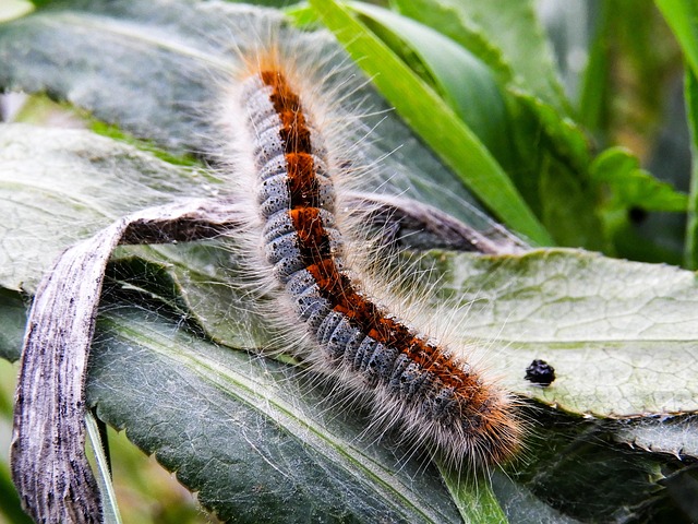 worms