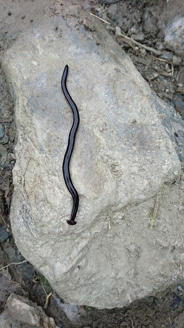worms