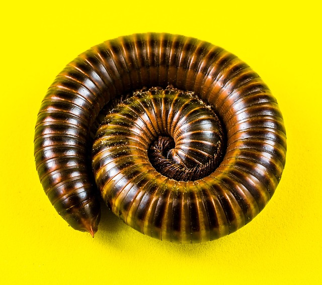worms
