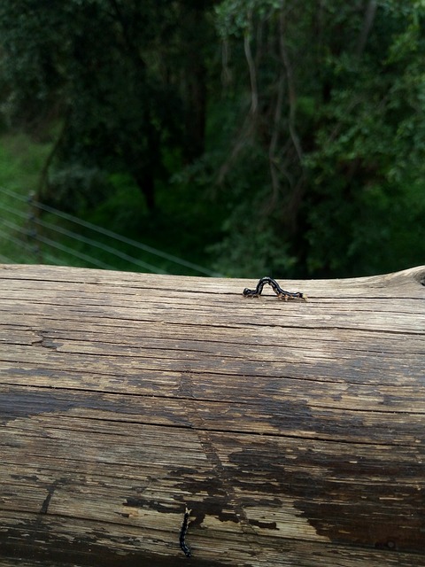 worms