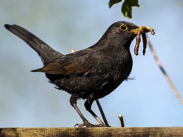Nourish Your Liverpool Birds: New Dried Mealworms, Top Nutritious Sunflower Seeds – Free Delivery!
