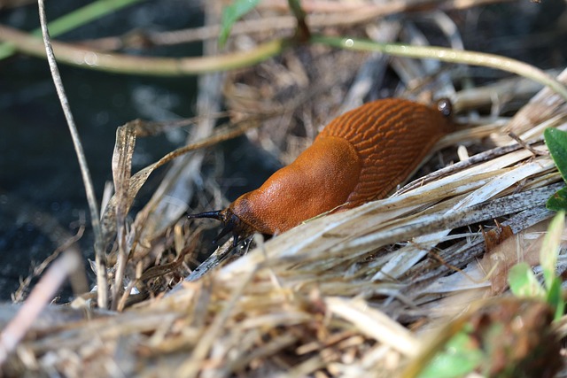 worms-640x480-76727221.jpeg