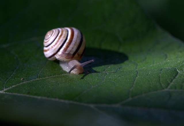 worms-640x480-92768982.jpeg