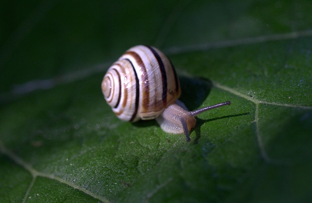 worms-640x480-99117055.jpeg