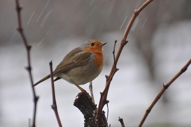 Adult robin perched on mossy branch