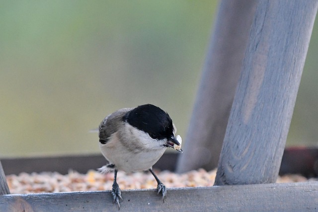 Assorted seeds in feeder for wild birds