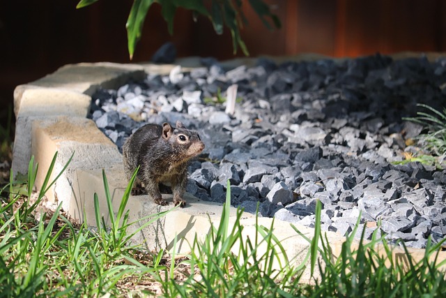 Backyard feeder protected from squirrel raids