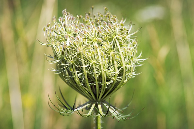 Best Wild Bird Seed Delivered UK