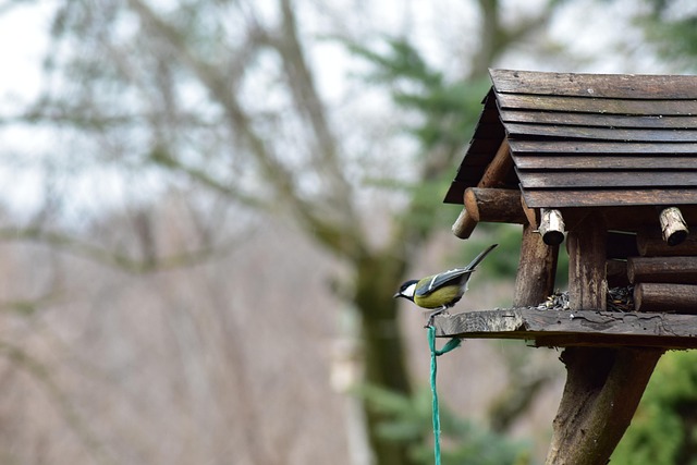 Bird feeder filled with peanuts outdoors