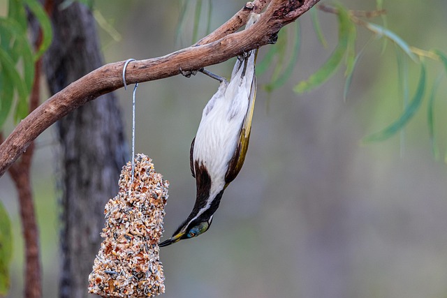 Bird feeder hanging with squirrel proof cage