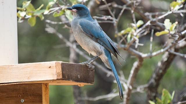 Fortify Your Feeder: Rat-Proofing Tips for Bird Lovers