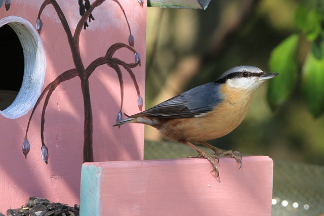 Bird Feeding Station UK