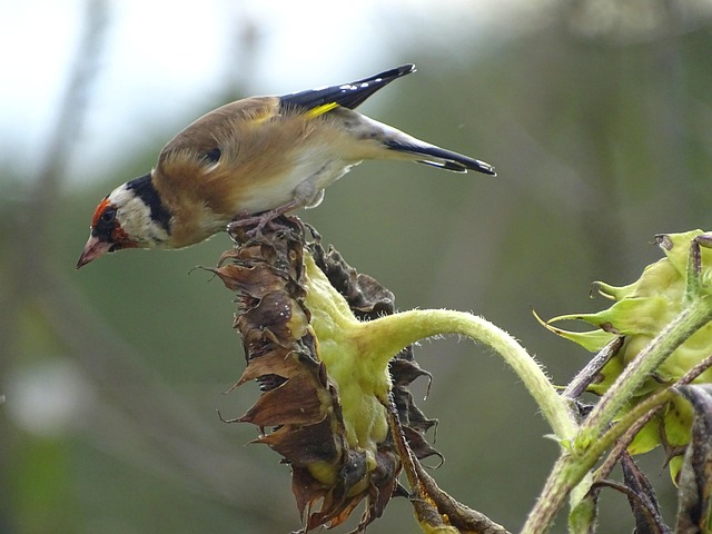 Bird Feeding Station UK