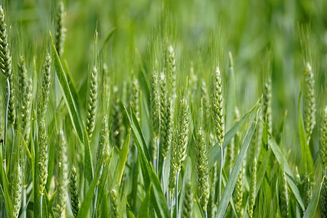 Bird food blend safe for wheat allergies