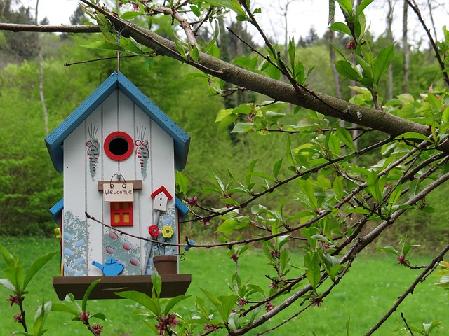 Bird nesting inside cozy wooden box