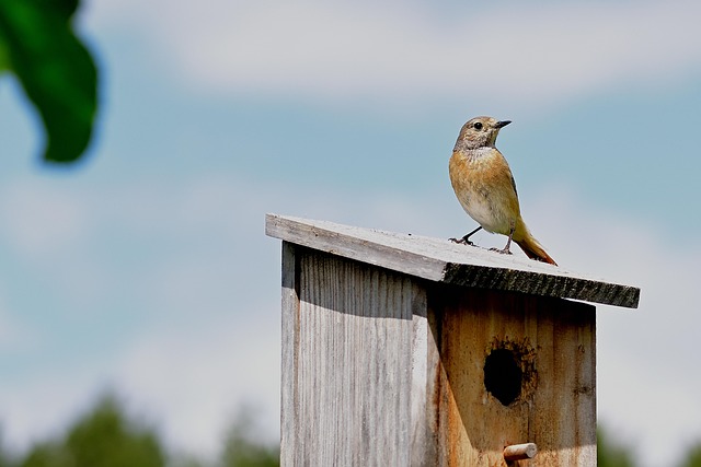 Bird nesting inside cozy wooden box