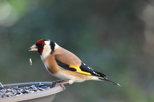 Bird Seed Delivered