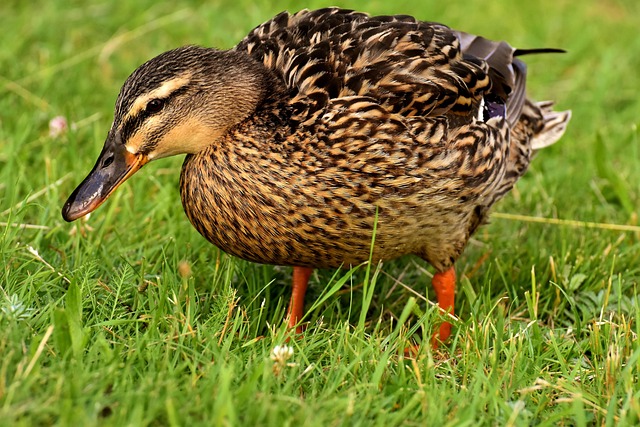 Feeding Birds in Summer: UK Top Picks for Healthy Diets