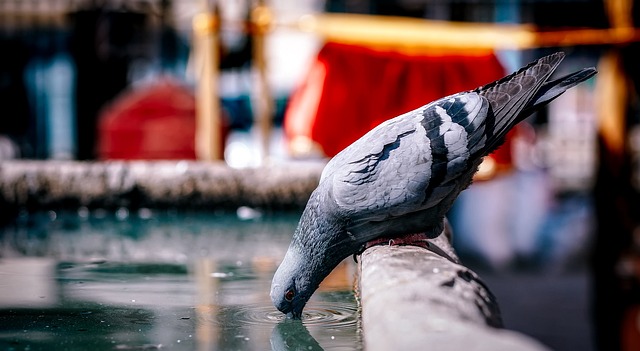 Birds drinking from fresh water bath