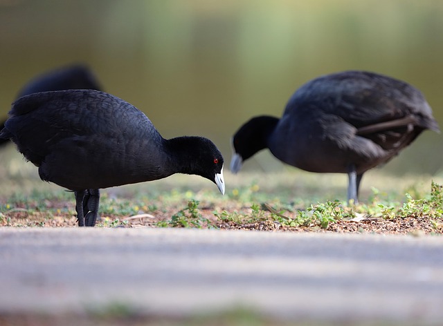 Birds eating wheat-free seed mix