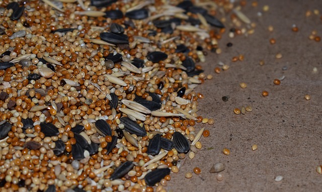 Birds feeding from scattered seed mix