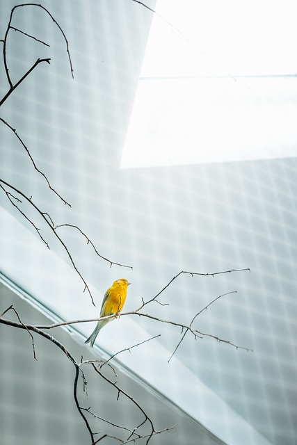 Birds feeding inside squirrel-proof cage