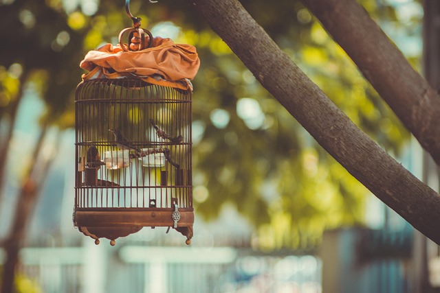 Birds feeding inside squirrel-proof cage