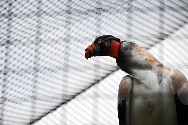 Birds feeding inside squirrel-proof cage