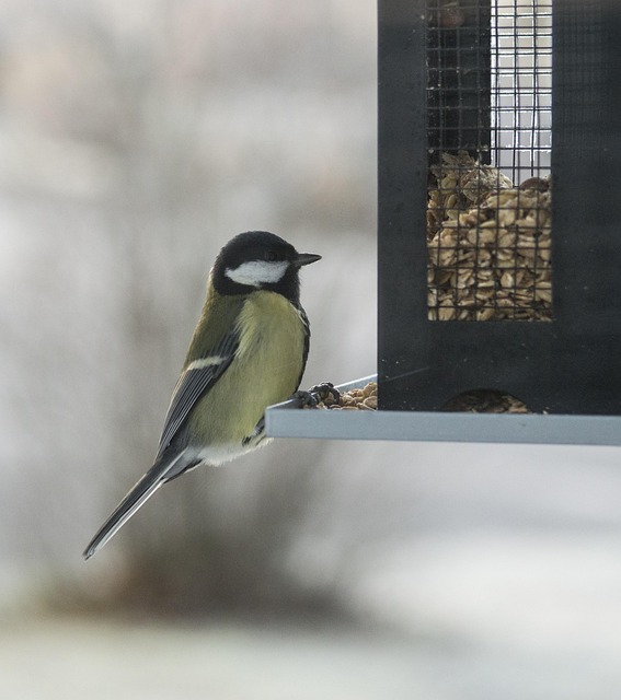 Birds feeding on scattered seeds