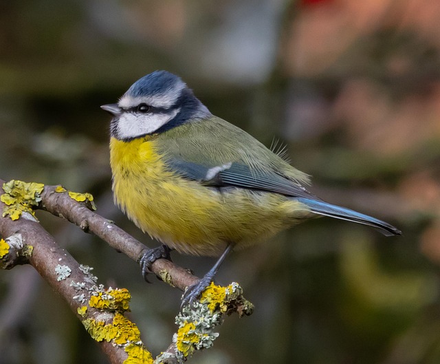 Birds feeding on sunflower hearts