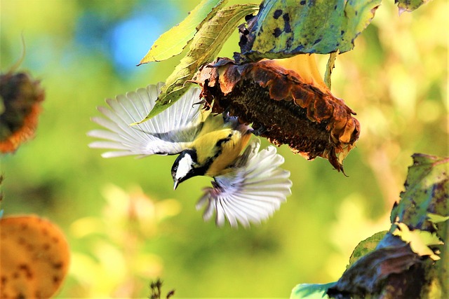 Birds feeding on sunflower seeds